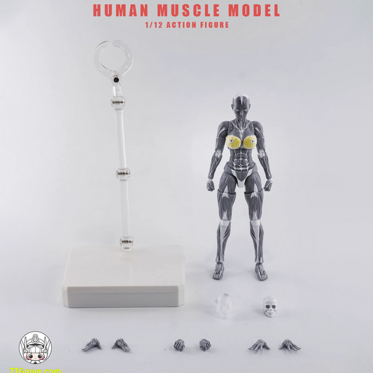 【予約商品】KEEPGOING 1/12 女性筋肉モデル 超可動ドール グレーカラーVer. 塗装済み可動フィギュア