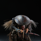 JPTdesign X POP COSTUME 1/6 JPT-017 エピローグ 余燼の怨霊 通常版 塗装済み可動フィギュア
